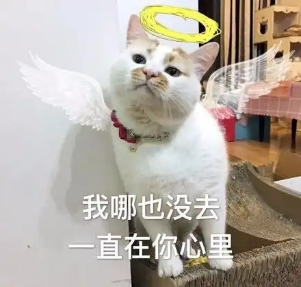 网红猫表情包楼楼