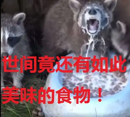  一只为了吃连呼吸都舍弃的小浣熊,这表情...简直自带对白啊