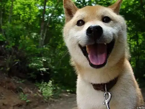  曾用一张笑脸治愈无数人的柴犬北登去世了全世界上千万人集体送行