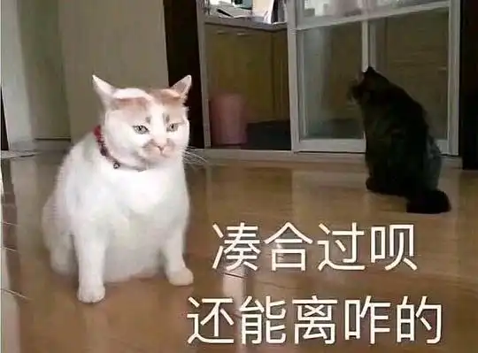  玫瑰沾白糖的相册天使猫猫的表情包