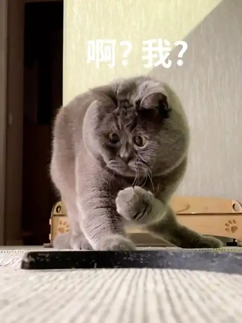网红猫表情包残疾