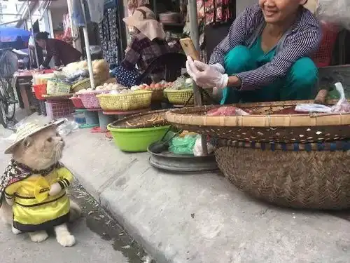  这只在菜市场卖鱼的网红猫,每天穿着龙袍坐镇,萌翻了