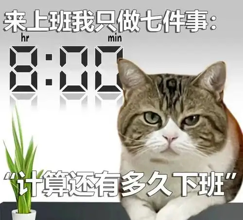  猫咪打工表情包来上班我只做七件事