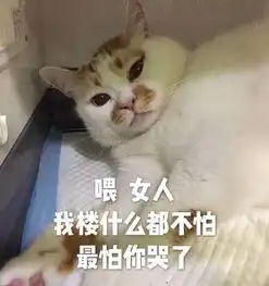  那只被人用枪指着的网红猫走了,请记住它叫楼楼