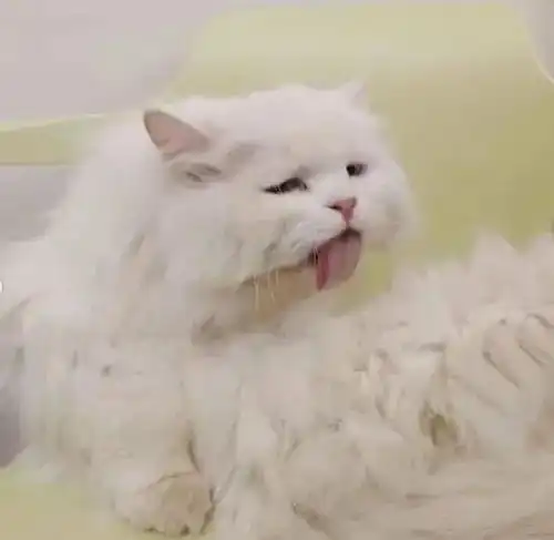 猫咪开心表情包小瑶