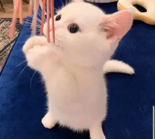  猫咪崽表情包原图分享猫猫蛋崽