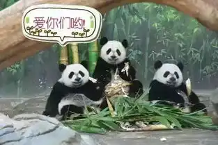  比张翰更圈粉的熊孩子,在这