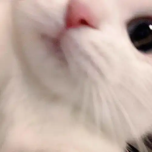  网红猫咪小奶猫蛋崽表情包