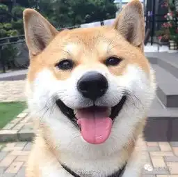  柴犬真是全天下最魔性的汪简直是萌又傲娇的小贱人