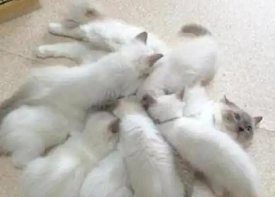  生下16只小奶猫,宠主头都大了,网友太幸运了吧
