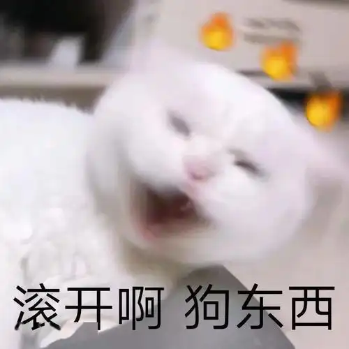  沙雕表情挎起个小猫批脸