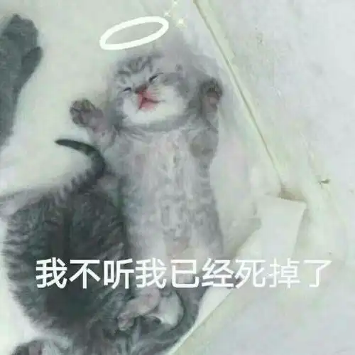 猫咪嘲笑表情包
