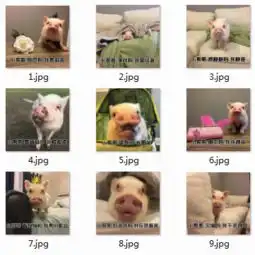  小猪猪表情包小哥哥网恋吗我萝莉音下载qq表情下载之家