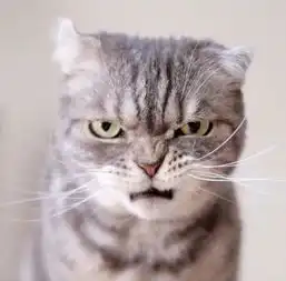  猫咪天生表情不高兴,被打扮成萝莉后一脸丧气