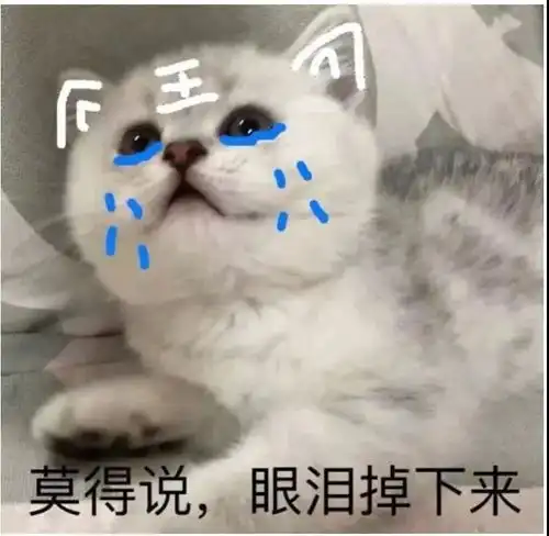 猫咪开心表情包开学
