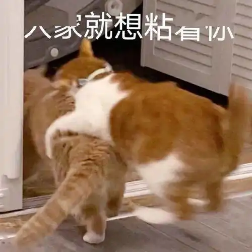  小情侣聊天表情包说不过你但我喜欢你