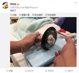  那只用表情入侵地球的网红猫,今天终于要回喵星了