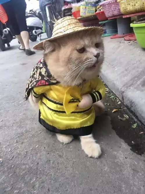  这只会卖鱼的猫火了,每天穿个黄袍在菜市场巡逻