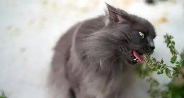 有了猫薄荷这种撸猫神器,铲屎的再也不用被喵大人欺负了