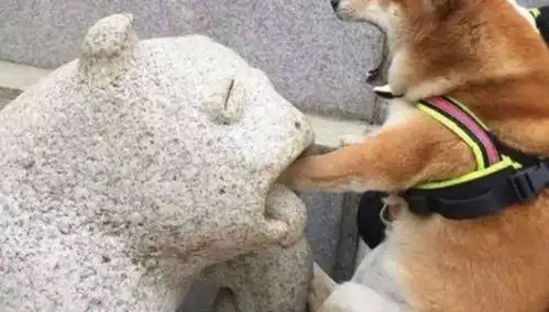  二汪妈妈,有怪兽要吃我