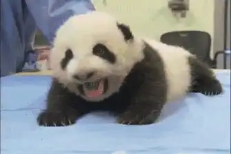  兔狲和熊猫杠上了,网友吵什么吵,都是猫嘛