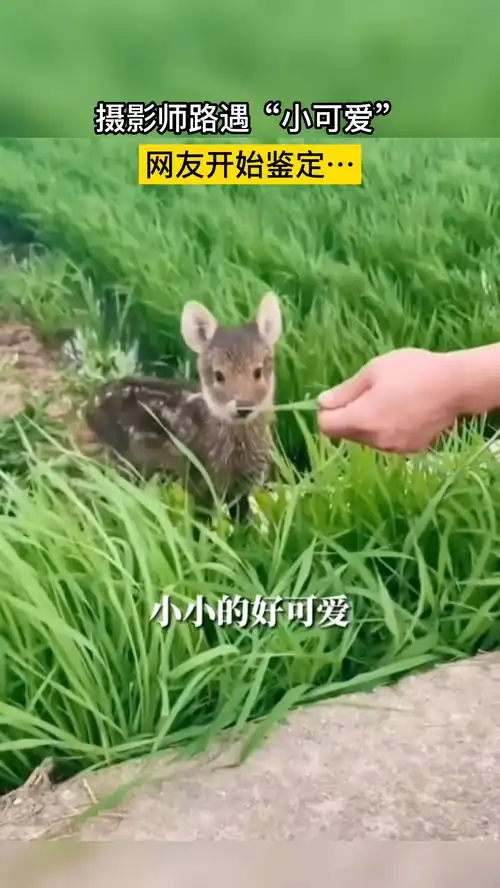  你养它,国家养你神奇动物