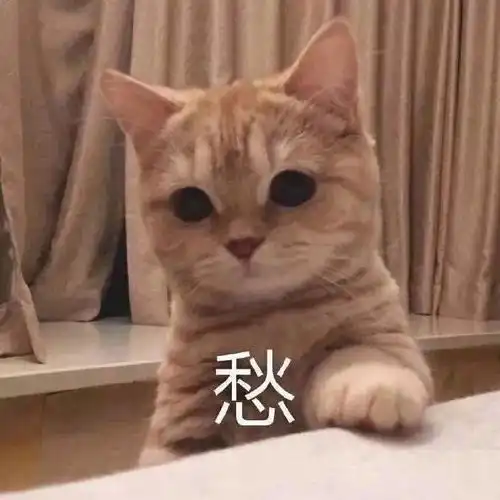 笑死我了的表情包猫叫