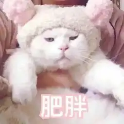  猫咪表情包,猫奴必备
