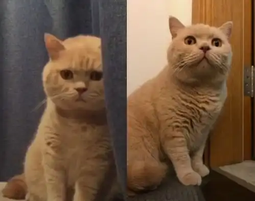  表情五大网红猫咪表情包揭秘超凶猫是因为生病,而它已经去世腾讯网表情