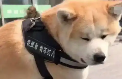  狗狗死活不肯回家,使出绝招后路人都蒙了