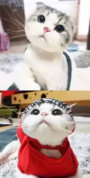  盘点一些网红表情猫