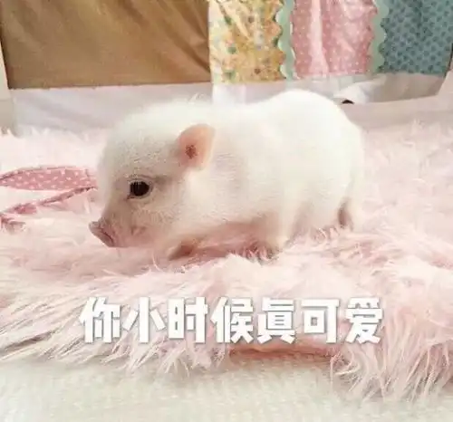  表情包你是不是外面有别的猪了