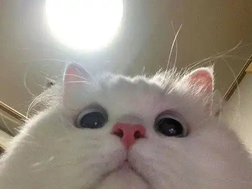  玫瑰沾白糖的相册天使猫猫的表情包