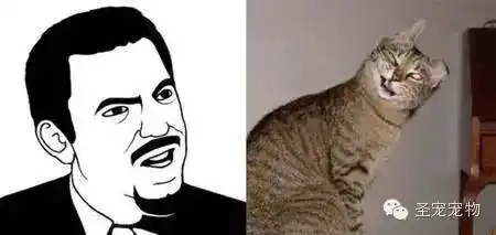  猫奴专属表情包别人想学也学不来