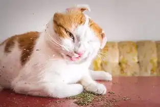  猫书吸口猫薄荷,快活似神仙