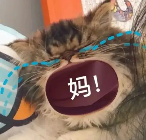 宝贝贴贴表情包猫生