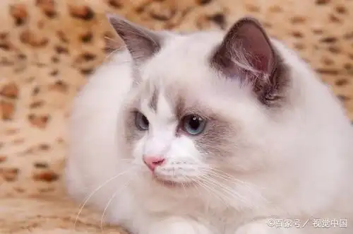  为什么说布偶猫是小狗猫呢