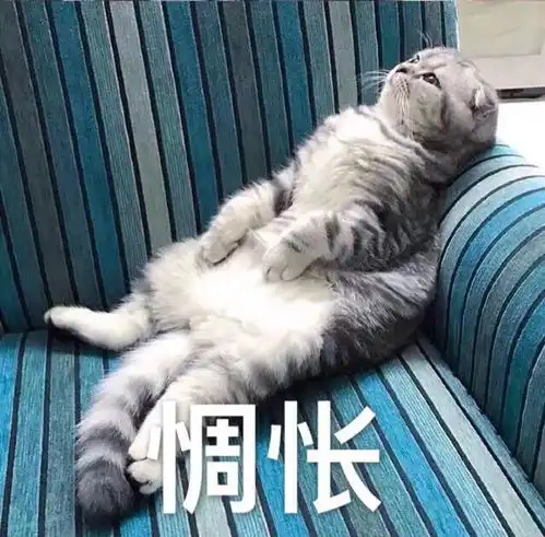 网红猫表情包吸猫