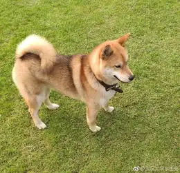  春游攻略珞珈山动物公园华丽来袭