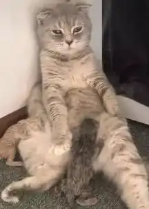 猫咪开心表情包喂奶
