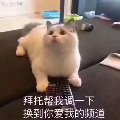 猫咪开心表情包微信