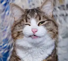  这只励志网红猫,每张照片都是行走的表情包