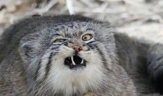  全球10大被禁养的猫科动物,第七号称行走的表情包,你知道几个