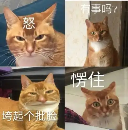  又一只网红猫突然去世,竟因为这种致命的疾病