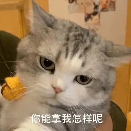  拖地猫表情包第三弹来袭,请查收