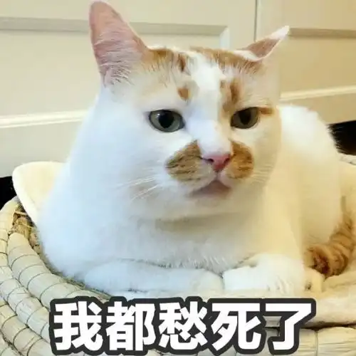  那些年我们用过的猫咪表情包,快看看你有没有收藏过