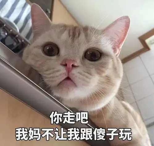 猫咪开心表情包主人