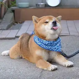 帮我关下灯表情包柴犬橘
