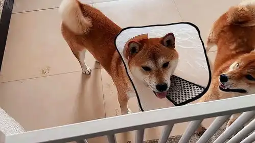  柴犬小七又得皮肤病了,奶奶姥姥给包饺子吃