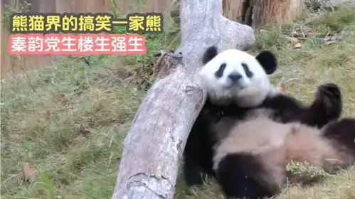  熊猫界的搞笑一家熊,秦韵党生楼生强生,一大家子都是显眼包